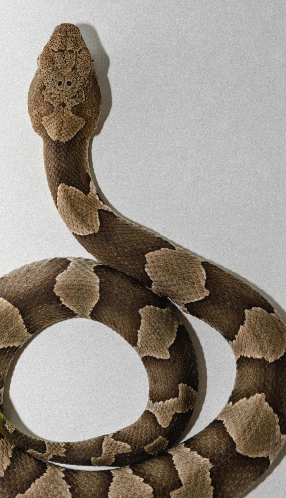 DS & DURGA - MISSISSIPPI MEDICINE