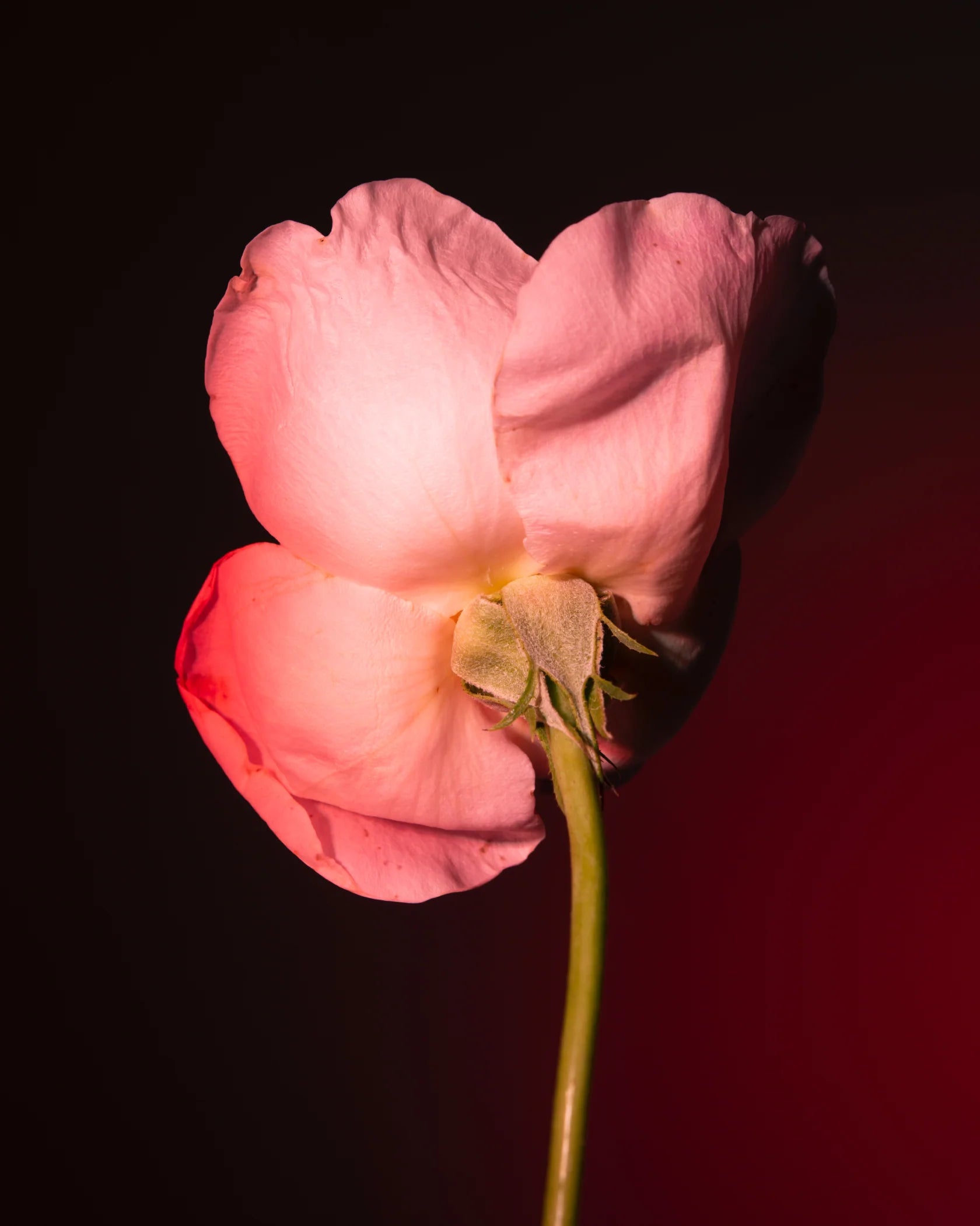 BDK PARFUMS - TABAC ROSE