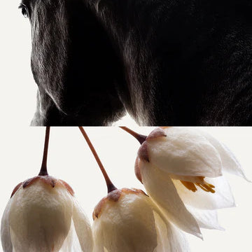 HEADSPACE - STYRAX