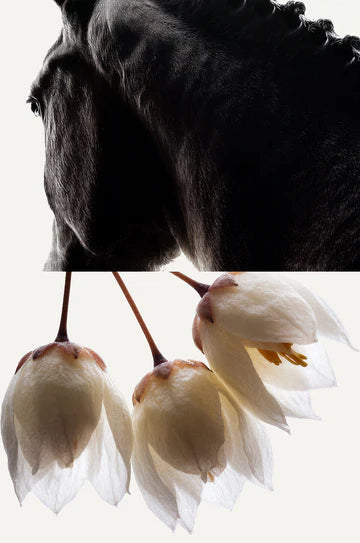 HEADSPACE - STYRAX