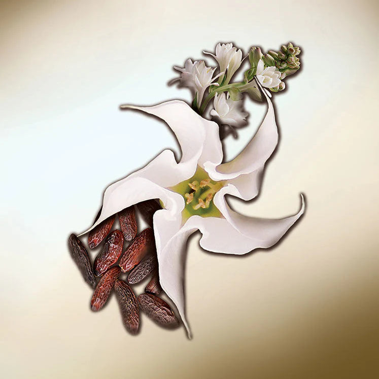 KEIKO MECHERI - DATURA BLANCHE