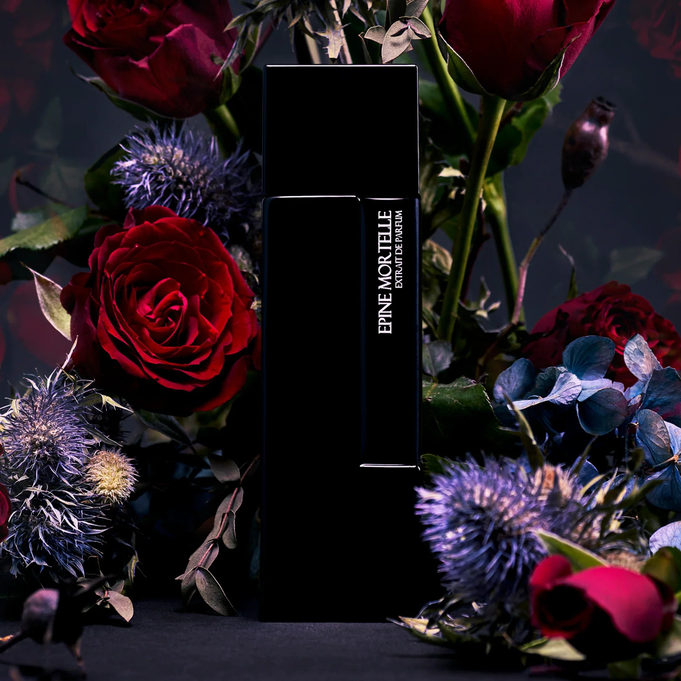 LAURENT MAZZONE - EPINE MORTELLE