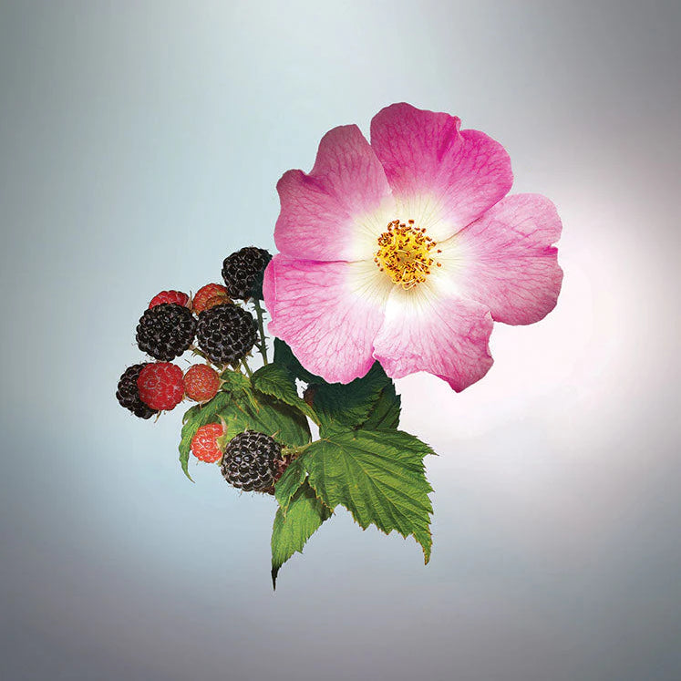 KEIKO MECHERI - WILD BERRIES